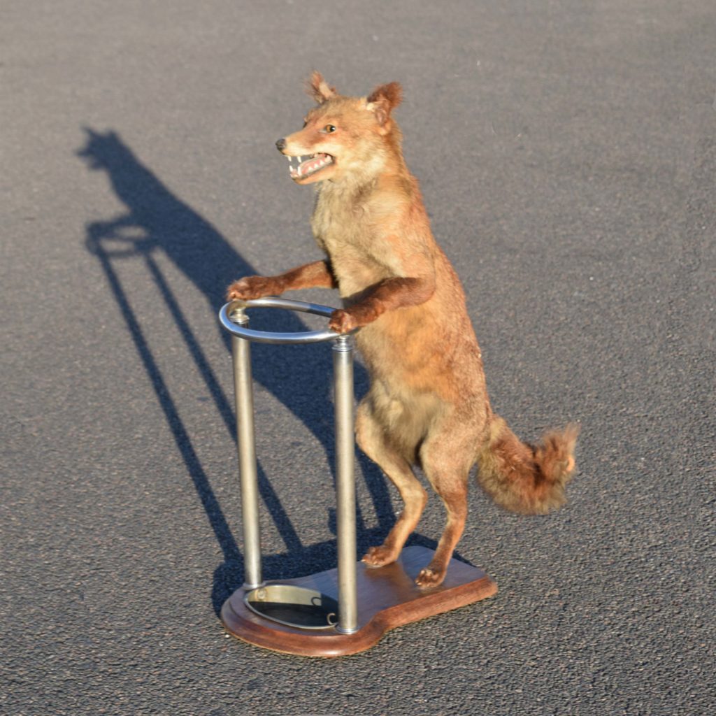 Insolite porte-parapluie avec un renard empaillé ancienne fabrication sur mesure (vers 1950-60). regenschirmständer mit fuchs
