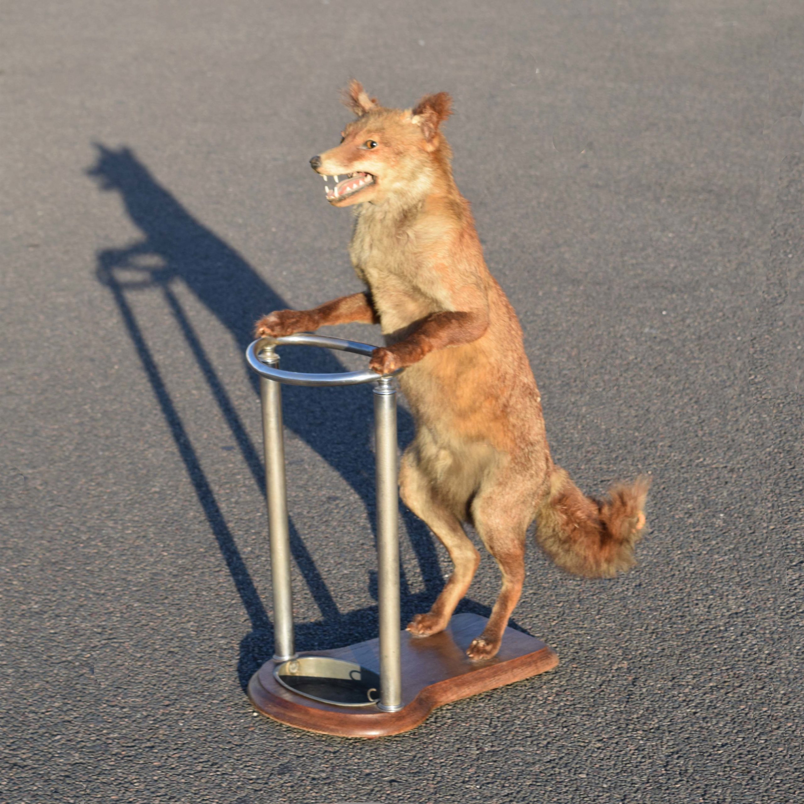 Insolite porte-parapluie avec un renard empaillé ancienne fabrication sur mesure (vers 1950-60). regenschirmständer mit fuchs