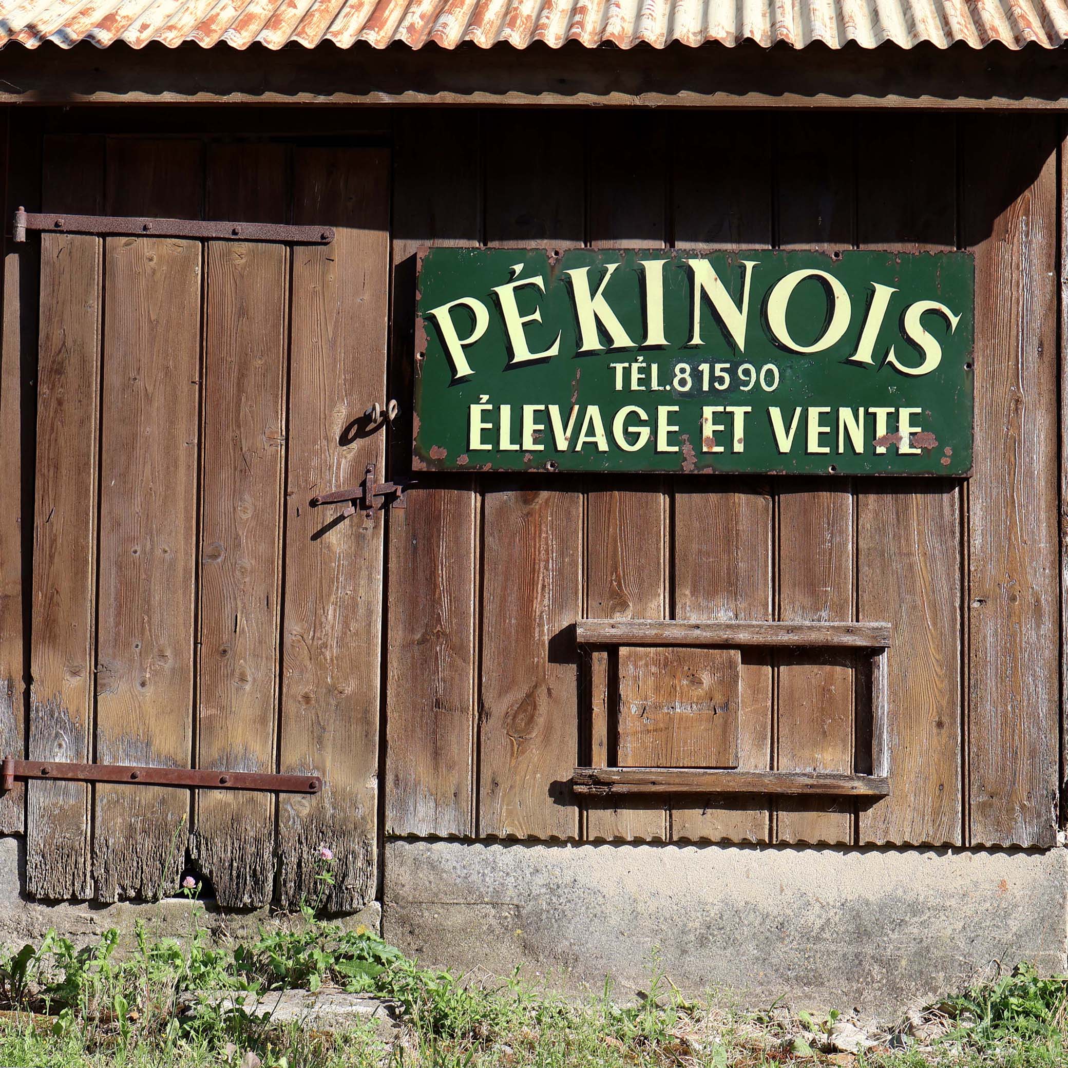 élevage de chiens Pékinois enseigne ancienne peinte à la main. Panneau en tôle, avec lettrage peint en jaune : Pékinois élevage et vente. Des années 1930 à 50.